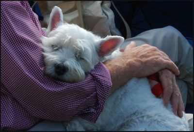 Westie life