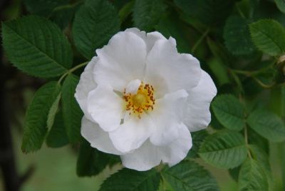 White rose