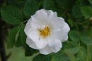 White rose