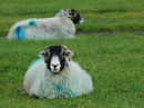 Dales sheep