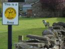 Keeping an eye on ewe