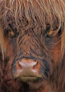 Laggan laddie