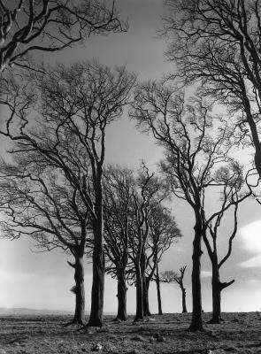 Hill-top trees