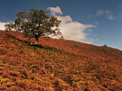 Glen Affric, autumn
