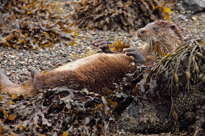 Otter reclining