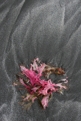 Seaweed swirl, Mull