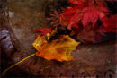 Song of enchantment