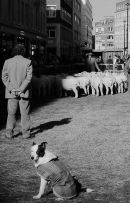 It's a dog's Life