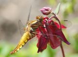 My entry for the BBC Countryfile 2012 Calendar competition.  Fingers crossed!