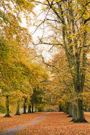 Abington Park in Autumn