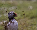 Unlucky Puffin
