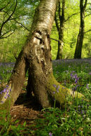 Wenault Woods, Cardiff