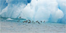 Little Auks flying in front of iceberg