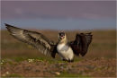 Arctic Skua displaying behaviour