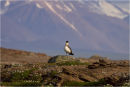 Arctic Skua in habitat