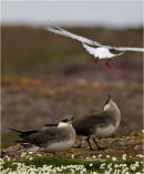 Pair of Arctic Skuas been harrassed by Tern
