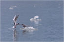 Arctic Tern courtship feeding