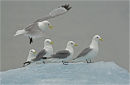 Kittiwakes on iceberg
