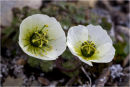 Svalbard Poppies