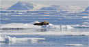 Walrus in environment
