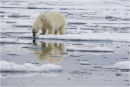 Polar Bear looking for a seal