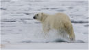 Polar Bear running across pack ice