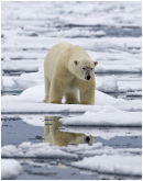 Polar bear stood watching us