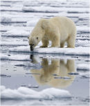 Polar bear looking into water