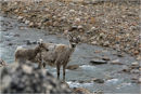 Svalbard Reindeer with calf