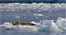 Bearded Seal on ice
