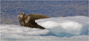 Bearded Seal watching us