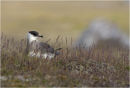 Arctic Skua in grass