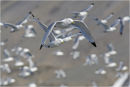 Kittiwakes in flight