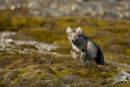 Arctic Fox in Svalbard