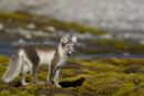 Arctic Fox in Svalbard