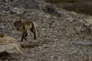 Arctic fox with Eider Ducks egg