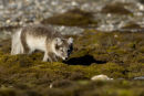 Arctic fox stalking