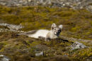 Arctic fox stretched out in sunshine
