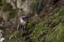 Arctic Fox with  quizzical look