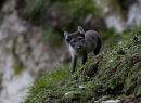 Arctic fox high up mountain