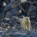 Polar bear & cub watching