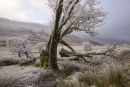 Brecons in winter