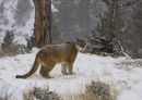 Cougar FIAP Ribbon winner