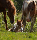 Day old foal