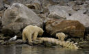 Desperate Polar bears, loking for food on an old whale bone