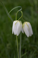 Snakeshead Fritiliary