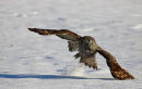 European Great grey owl 
