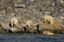 Four Polar bears & cub looking for food