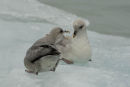 Fulmars on ice