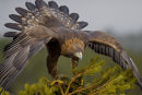 Golden Eagle on top of tree
